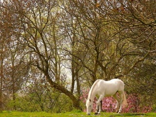 Splendid forest