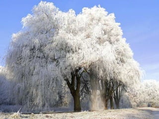 Splendid forest