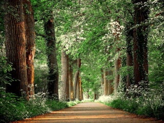 Splendid forest