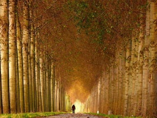 Splendid forest