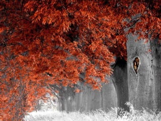 Splendid forest