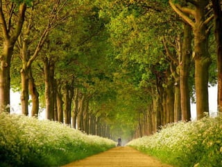 Splendid forest