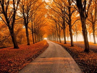 Splendid forest