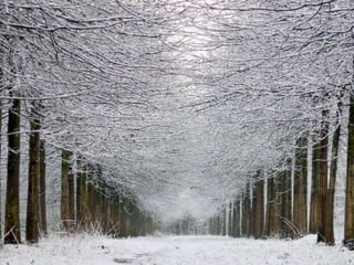 Splendid forest