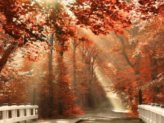 Splendid forest