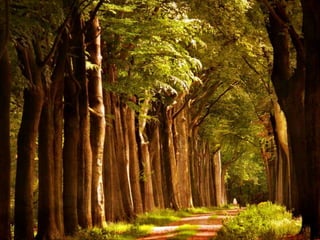 Splendid forest
