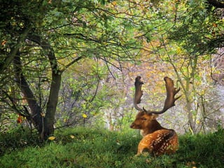 Splendid forest