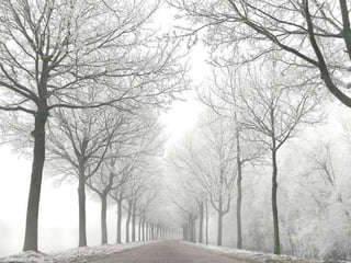 Splendid forest
