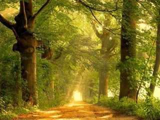 Splendid forest