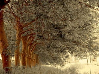 Splendid forest