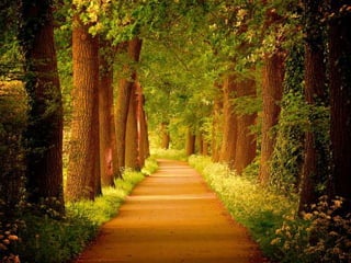 Splendid forest