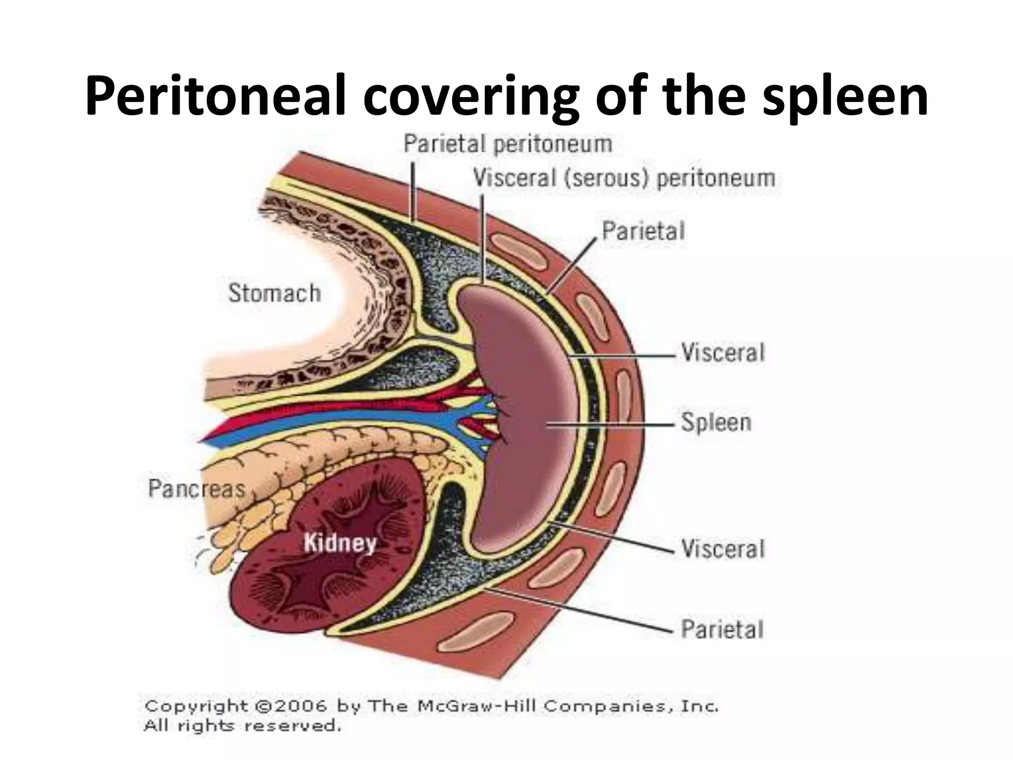 Splenectomized Patient pre and post operative management of paediatric Splenectomy patients | PPTX
