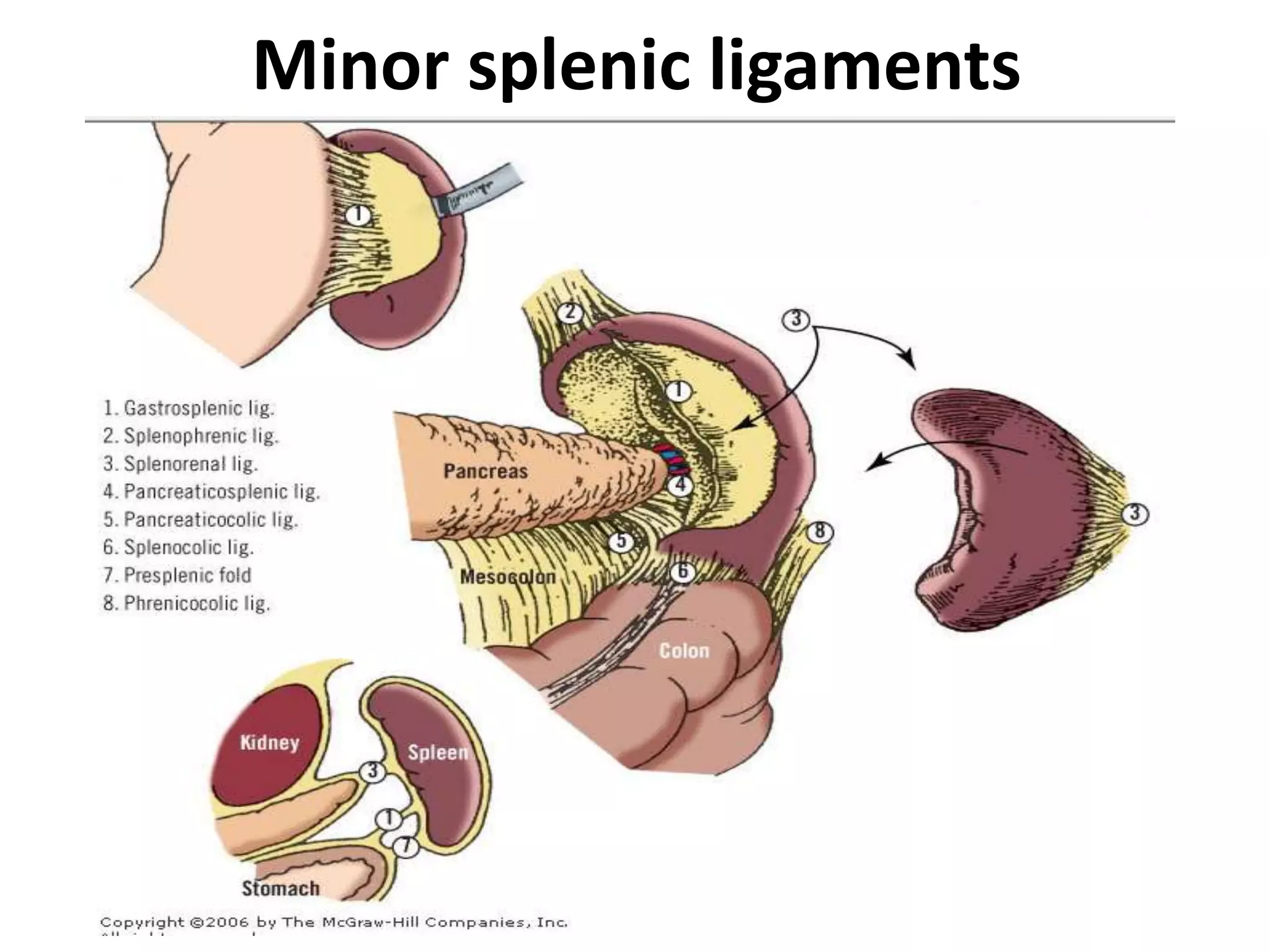Splenectomy Changes pre and post operative management of paediatric Splenectomy patients | PPTX
