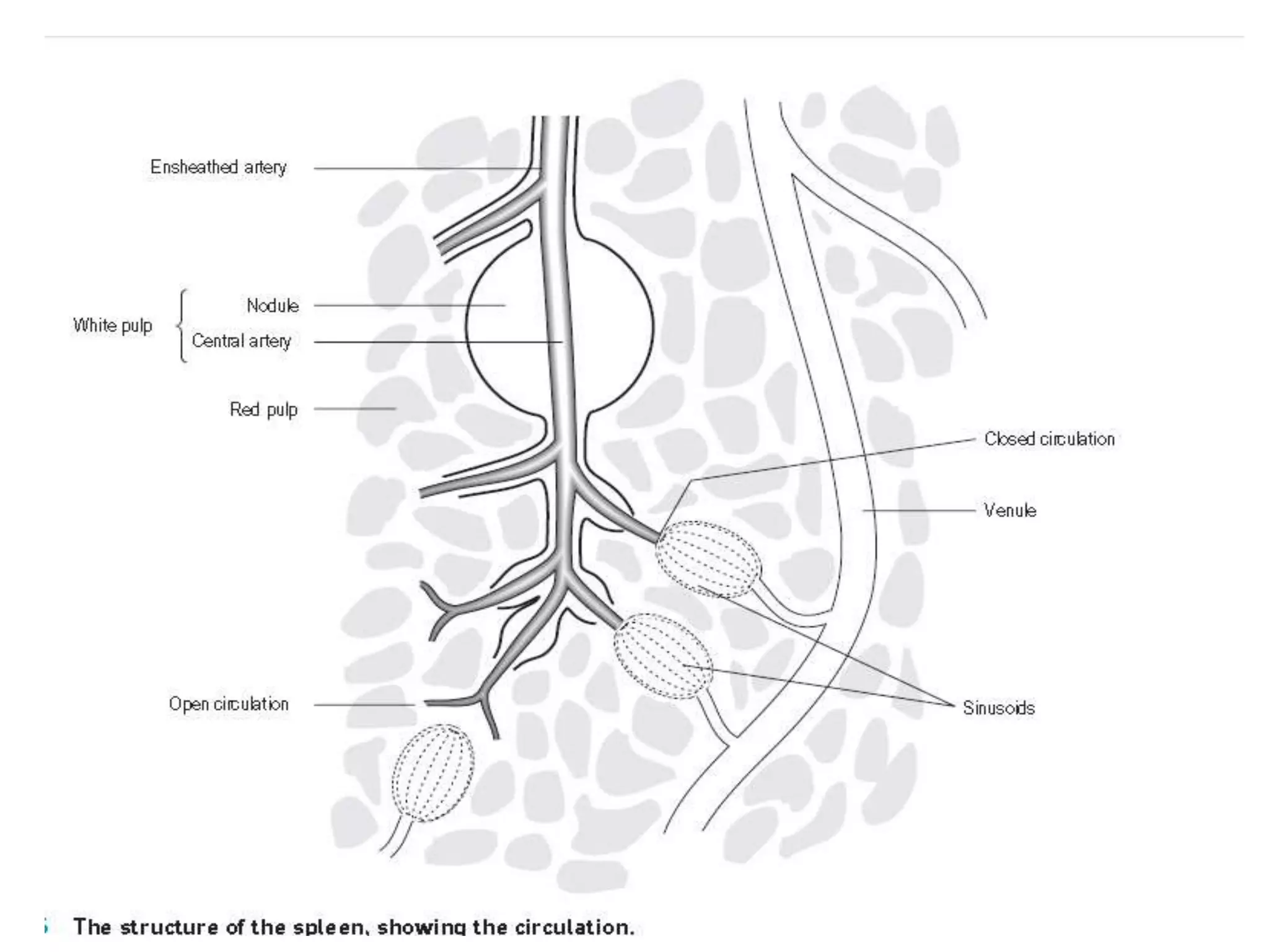 Splenectomized Patient pre and post operative management of paediatric Splenectomy patients | PPTX
