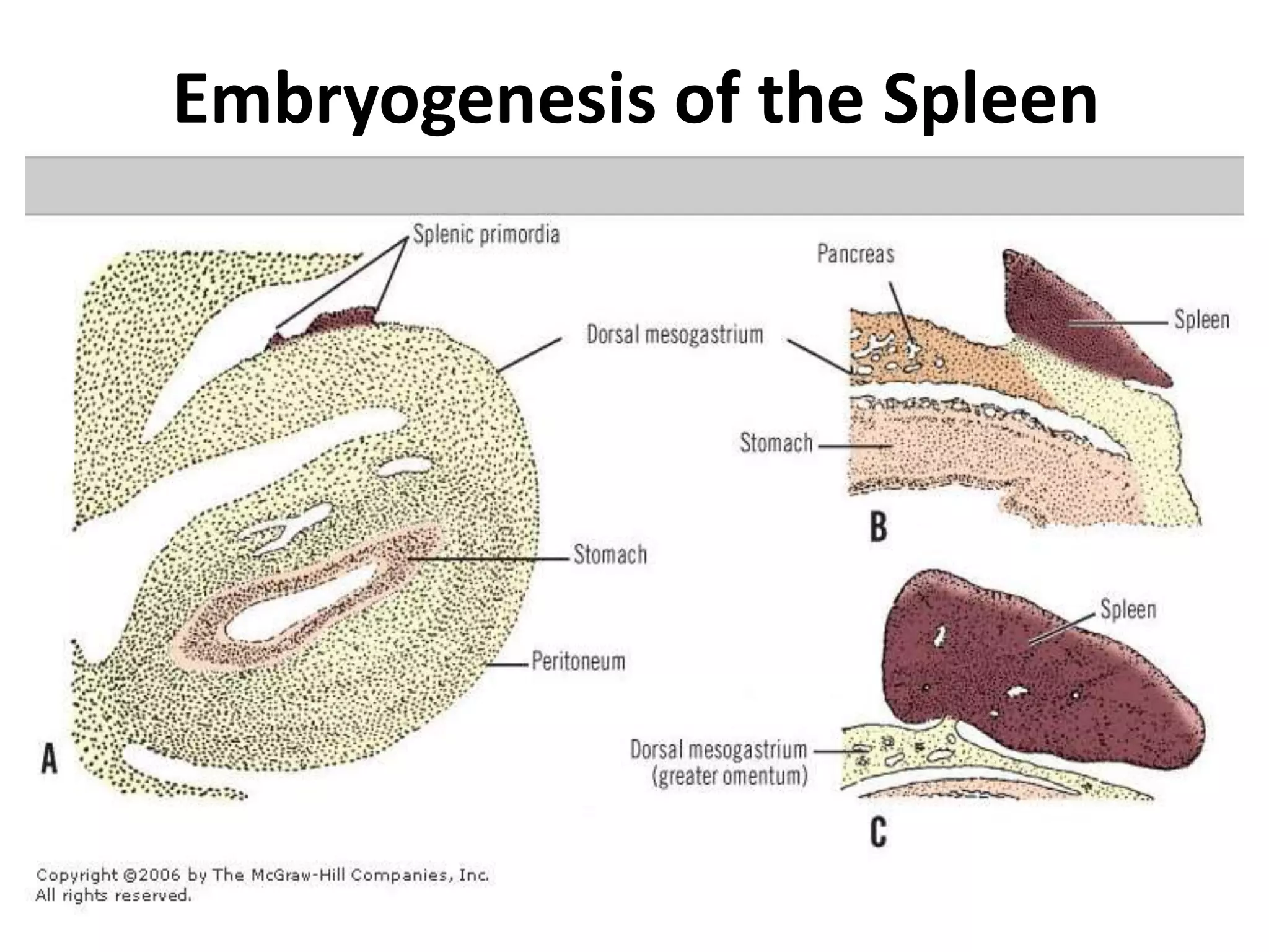 pre and post operative management of paediatric Splenectomy patients | PPTX
