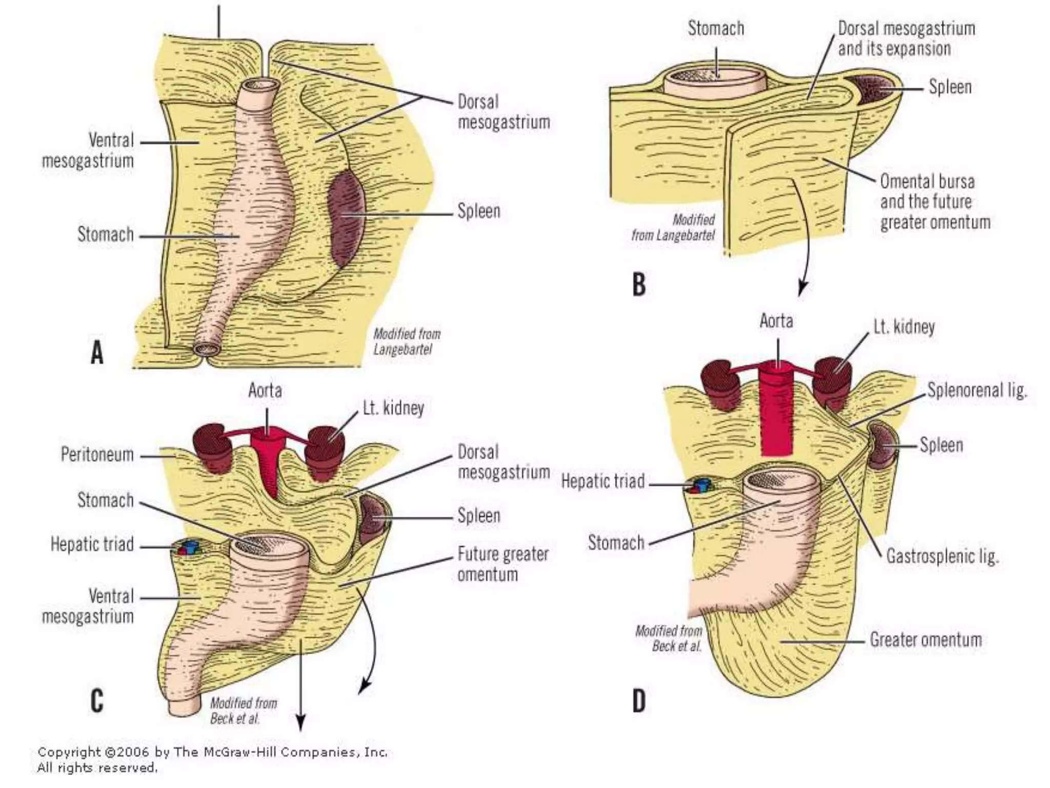pre and post operative management of paediatric Splenectomy patients | PPTX