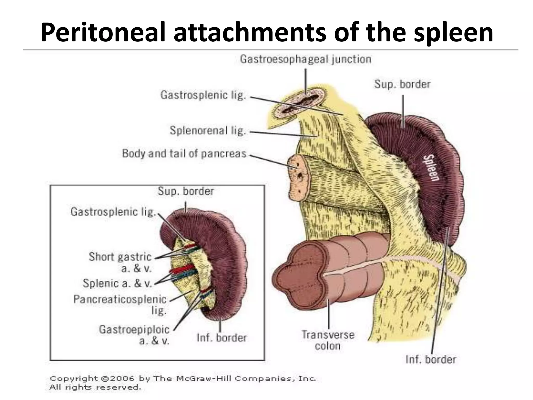 Splenectomized Patient pre and post operative management of paediatric Splenectomy patients | PPTX