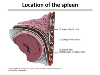 Splenectomized Patient pre and post operative management of paediatric Splenectomy patients | PPTX