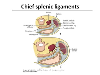 Splenectomized Patient pre and post operative management of paediatric Splenectomy patients | PPTX