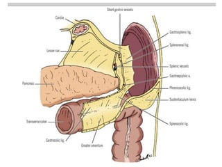 Splenectomized Patient pre and post operative management of paediatric Splenectomy patients | PPTX