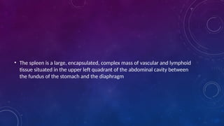 • The spleen is a large, encapsulated, complex mass of vascular and lymphoid
tissue situated in the upper left quadrant of the abdominal cavity between
the fundus of the stomach and the diaphragm
 