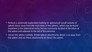 • Perform a systematic exploration looking for splenunculi (small nodules of
splenic tissue away from the main body of the spleen), which may be found
anywhere in the abdominal cavity, but are commonly located at the hilum of
the spleen and adjacent to the tail of the pancreas
• retract the spleen medially. Divide splenic attachments about 1 cm away from
the spleen and use these attachments to retract the spleen
 