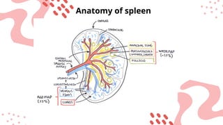 Splenic Circulation splenic circulation easy explanation.pptx
