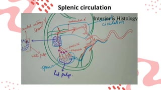 Splenic Circulation splenic circulation easy explanation.pptx