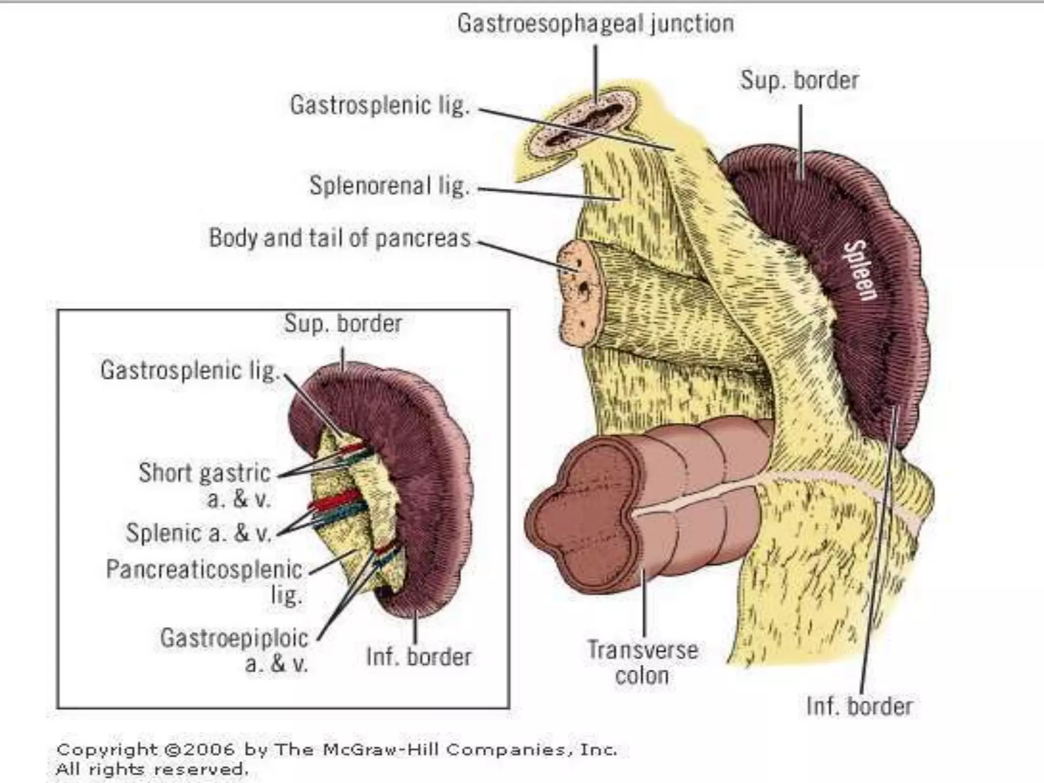 Splene Injury Splenic injuries ppt by manjusb | PPTX