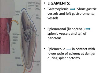 • LIGAMENTS:
• Gastrosplenic Short gastric
vessels and left gastro-omental
vessels
• Splenorenal (lienorenal)
splenic vessels and tail of
pancreas
• Splenocolic in contact with
lower pole of spleen; at danger
during spleenectomy
 