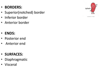 • BORDERS:
• Superior(notched) border
• Inferior border
• Anterior border
• ENDS:
• Posterior end
• Anterior end
• SURFACES:
• Diaphragmatic
• Visceral
 