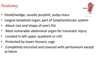 Anatomy:
• Ovoid/wedge, usually purplish, pulpy mass
• Largest lymphoid organ, part of lymphoreticular system
• About size and shape of one’s fist
• Most vulnerable abdominal organ for traumatic injury
• Located in left upper quadrant or LHC
• Protected by lower thoracic cage
• Completely encircled and covered with peritoneum except
at hilum
 