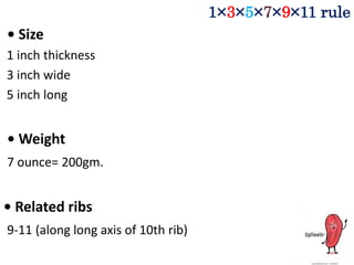 1×3×5×7×9×11 rule
• Size
1 inch thickness
3 inch wide
5 inch long
• Weight
7 ounce= 200gm.
• Related ribs
9-11 (along long axis of 10th rib)
 
