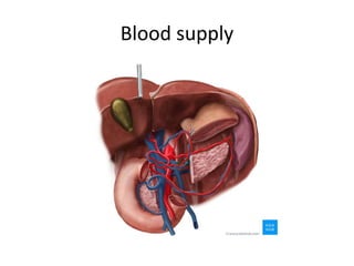 Blood supply
 