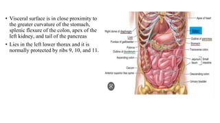 • Visceral surface is in close proximity to
the greater curvature of the stomach,
splenic flexure of the colon, apex of the
left kidney, and tail of the pancreas
• Lies in the left lower thorax and it is
normally protected by ribs 9, 10, and 11.
 