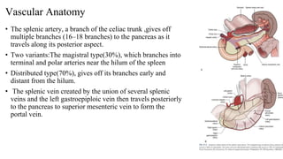 Vascular Anatomy
• The splenic artery, a branch of the celiac trunk ,gives off
multiple branches (16–18 branches) to the pancreas as it
travels along its posterior aspect.
• Two variants:The magistral type(30%), which branches into
terminal and polar arteries near the hilum of the spleen
• Distributed type(70%), gives off its branches early and
distant from the hilum.
• The splenic vein created by the union of several splenic
veins and the left gastroepiploic vein then travels posteriorly
to the pancreas to superior mesenteric vein to form the
portal vein.
 