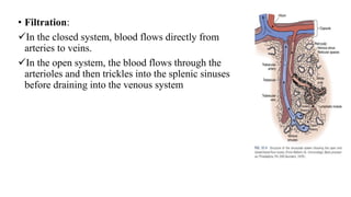 • Filtration:
In the closed system, blood flows directly from
arteries to veins.
In the open system, the blood flows through the
arterioles and then trickles into the splenic sinuses
before draining into the venous system
 
