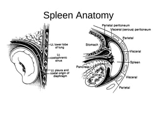 Spleen Anatomy
 