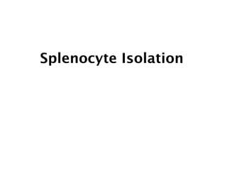 Splenocyte Isolation
 