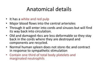 Anatomical details
• It has a white and red pulp
• Major blood flows into the central arterioles
• Through it will enter into cords and sinuses but will find
its way back into circulation.
• Old and damaged rbcs are less deformable so they stay
back in the cords where they are destroyed and
components are recycled.
• Normal human spleen does not store rbc and contract
in response to sympathetic stimulation
• Contain one third of total body platelets and
marginated neutrophils
 