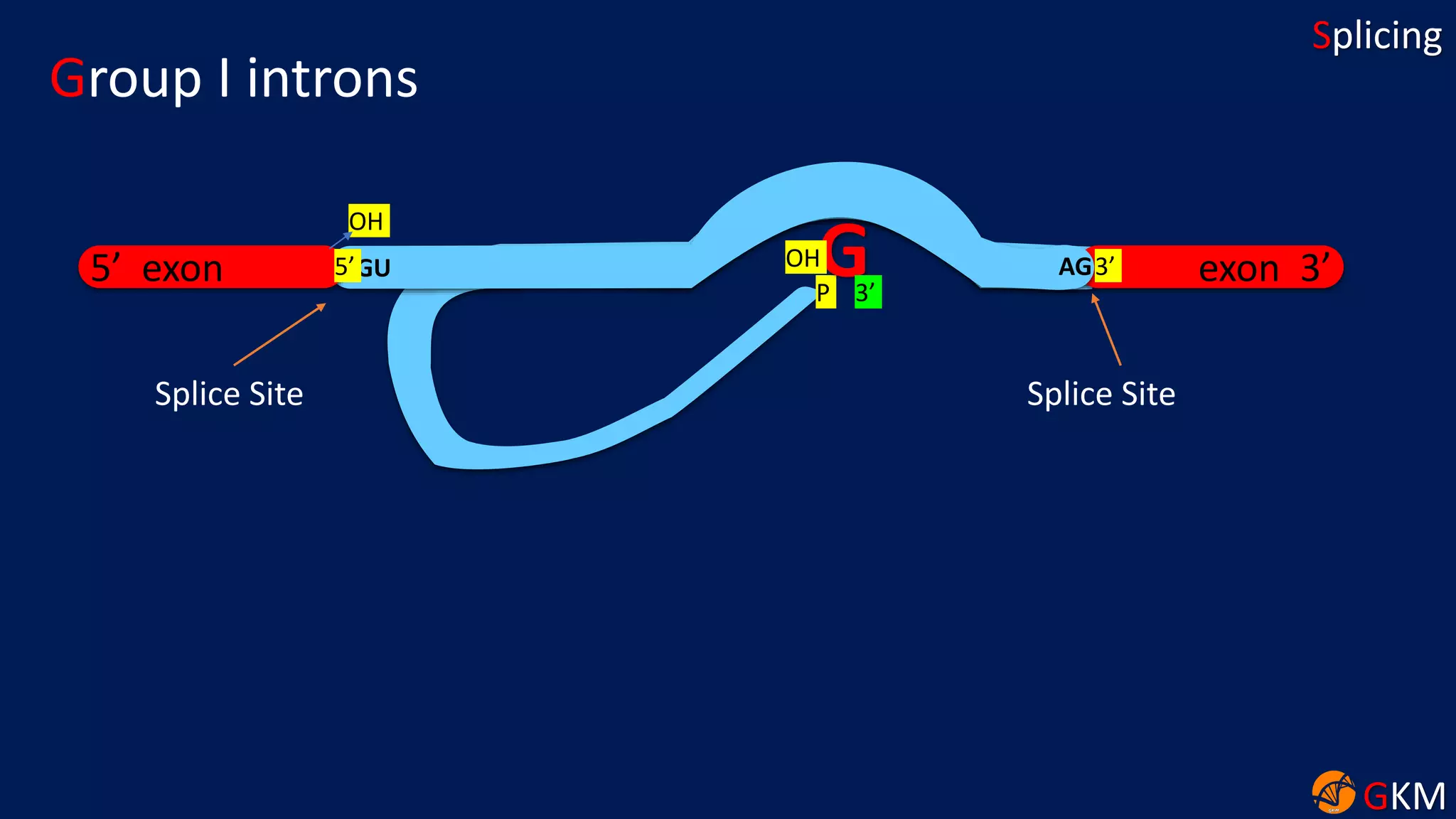 GKM
Splicing
exon 3’
Group I introns
5’ exon GU5’ 3’AG
OH
P
GOH
Splice Site Splice Site
3’