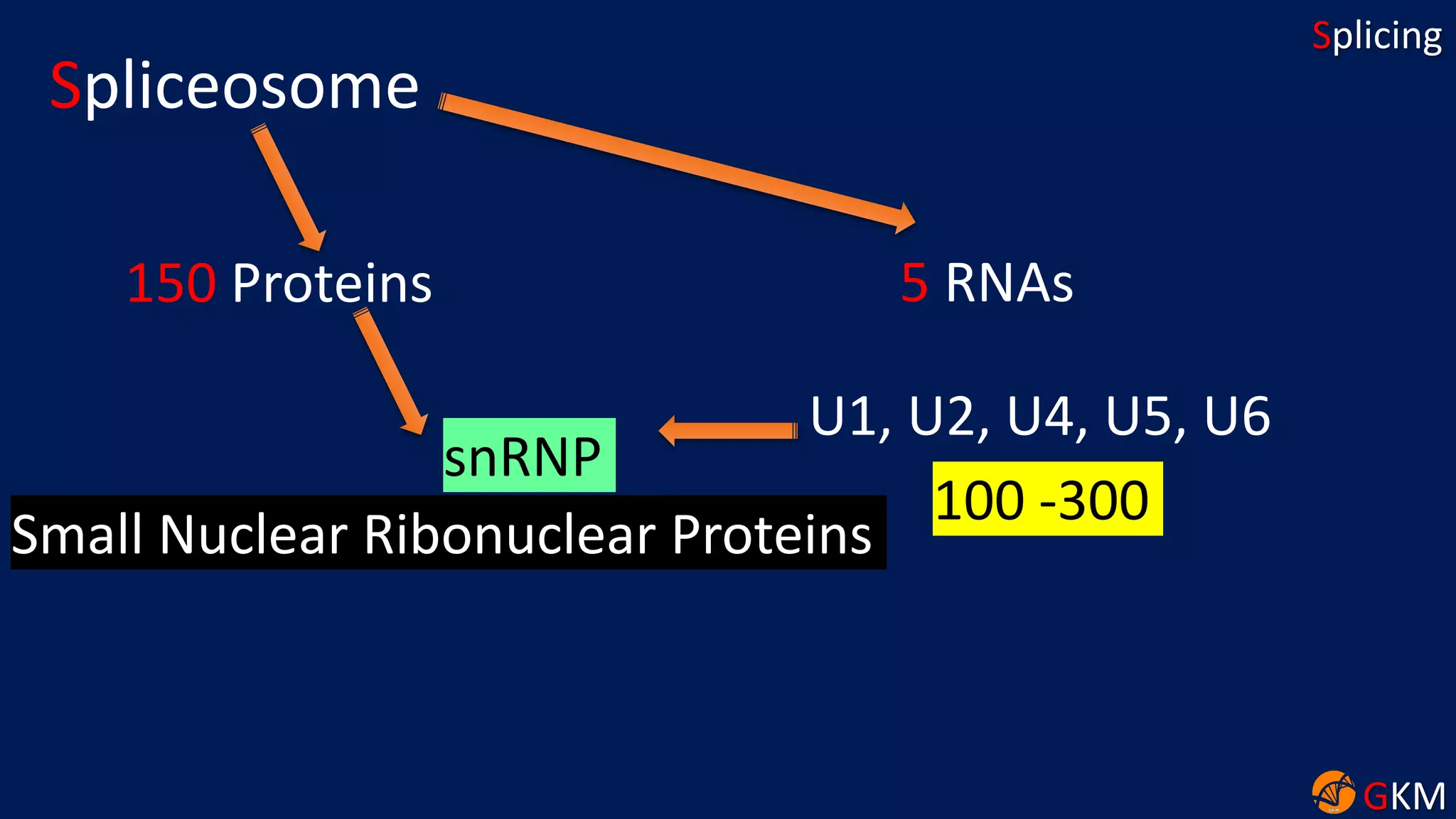 GKM
Splicing
Spliceosome
150 Proteins 5 RNAs
U1, U2, U4, U5, U6
100 -300
snRNP
Small Nuclear Ribonuclear Proteins