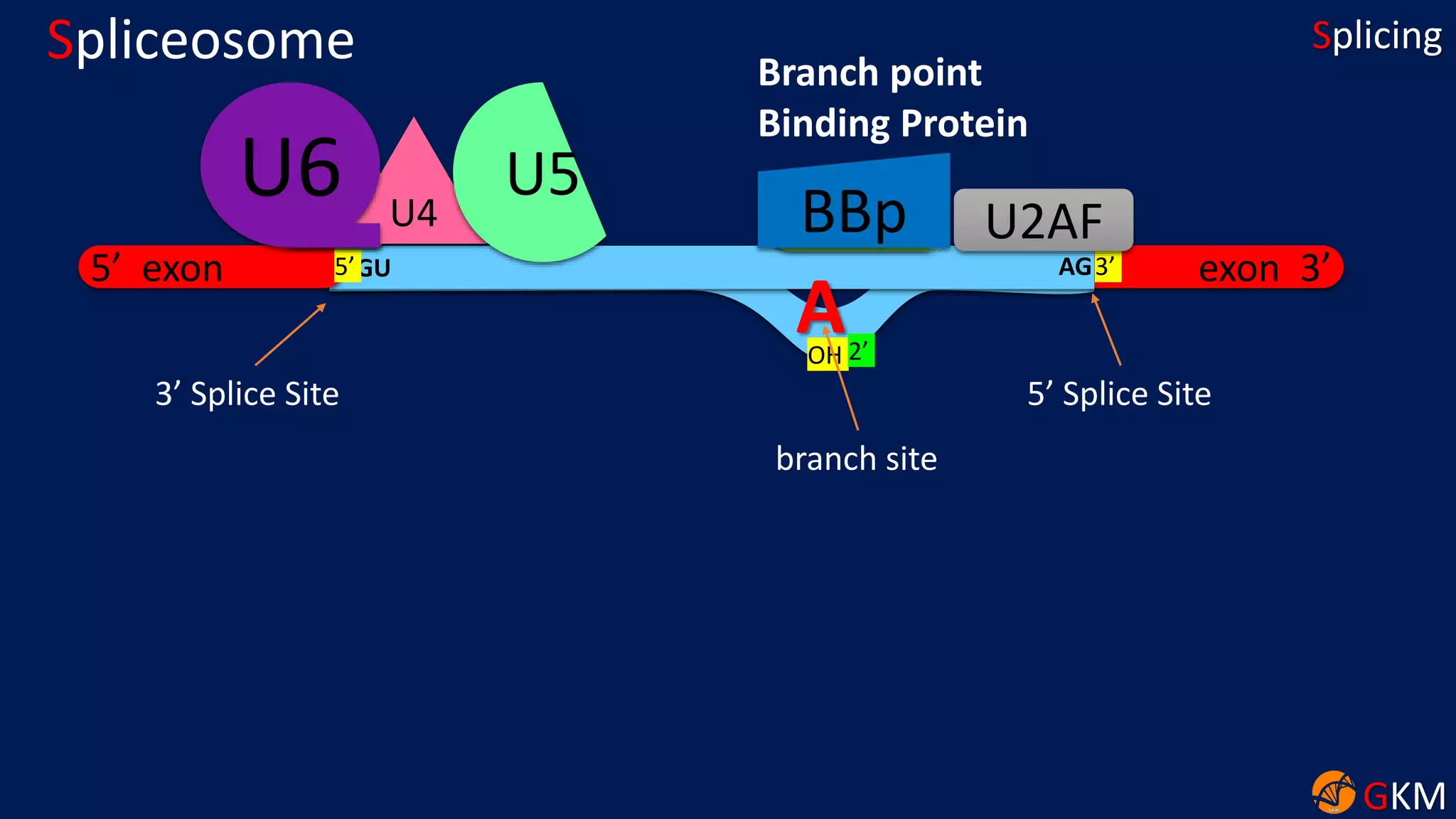 GKM
Splicing
exon 3’
Spliceosome
5’ exon GU5’ 3’AG
AOH
3’ Splice Site 5’ Splice Site
branch site
2’
U2U1 U2AFBBp
Branch point
Binding Protein
U4
U6 U5