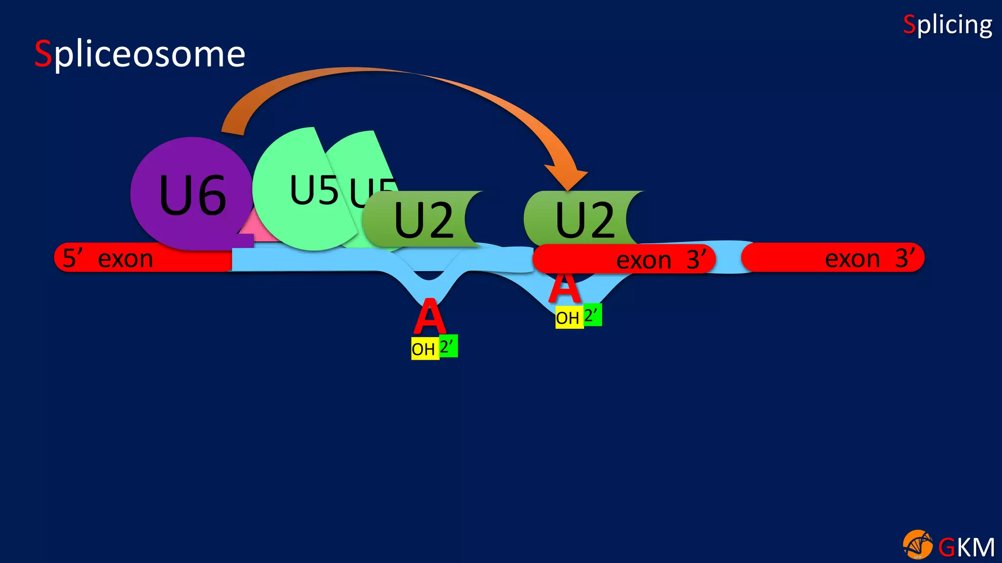 GKM
Splicing
exon 3’
Spliceosome
5’ exon
AOH 2’
U2U4
U6 U5
exon 3’
AOH 2’
U2
U5