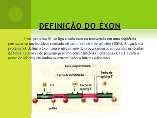 DEFINIÇÃO DO ÉXON
           Uma proteína SR se liga a cada éxon na transcrição em uma seqüência
particular de nucleotídeos chamada ativador exônico de splicing (ESE). A ligação da
proteína SR define o éxon para o mecanismo de processamento, ao recrutar moléculas
de RNA nucleares de pequeno peso molecular [nRNAs] chamadas Ul e U2 para o
ponto de splicing em ambas as extremidades a íntrons adjacentes.
 