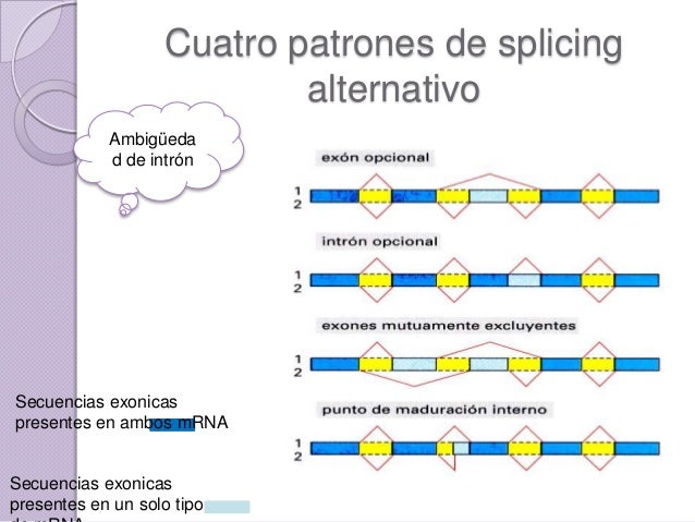 Diferencia Entre Splicing Y Splicing Alternativo