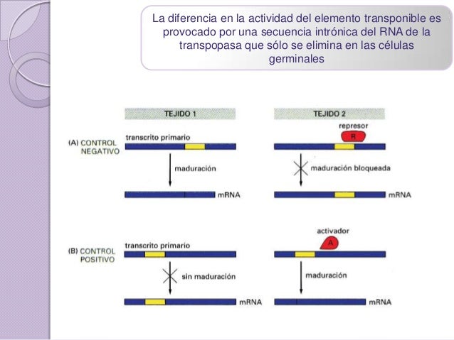 Splicing alternativo o diferencial