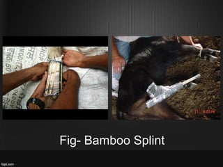 Indications and Limitations of Splint and cast used for Bovine ...