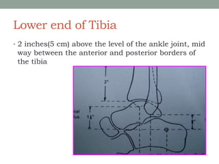 Lower end of Tibia
• 2 inches(5 cm) above the level of the ankle joint, mid
way between the anterior and posterior borders of
the tibia
 