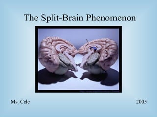 The Split-Brain Phenomenon Ms. Cole 2005 http://www. angelfire .com/ wi / 2brains / 